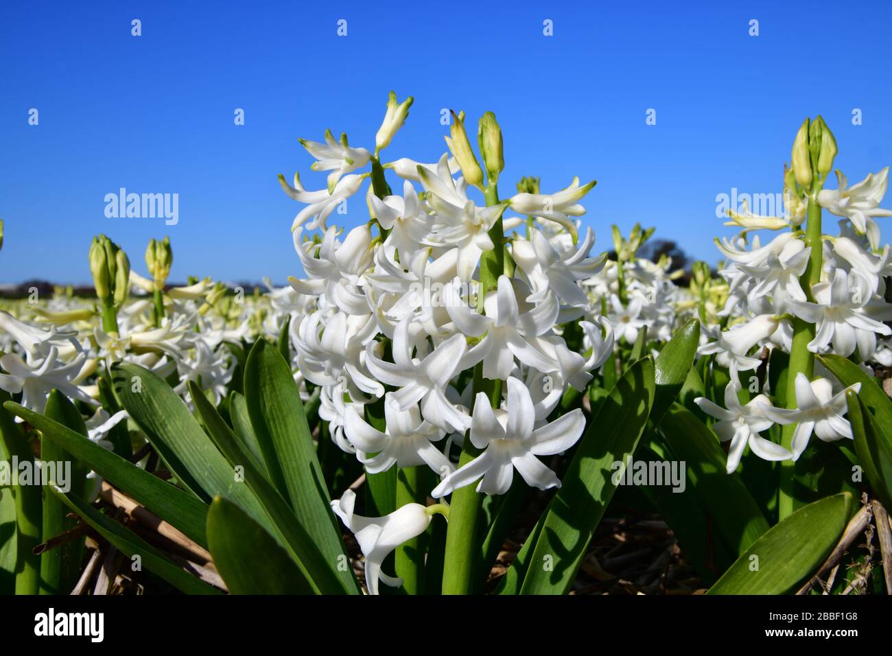 Nahaufnahme einer weißen Hyazinthe im Hyazinthfeld gegen einen klaren blauen Himmel nahe der Stadt Lisse im Stockfoto