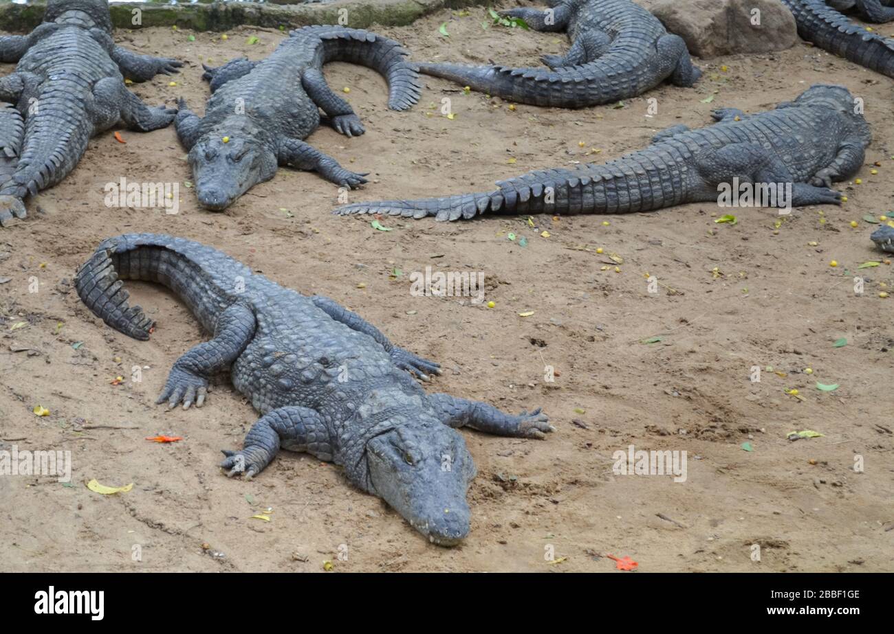 Krokodile oder echte Krokodile sind große semiaquatische Reptilien, die in den Tropen in Afrika, Asien, Amerika und Australien leben. Stockfoto