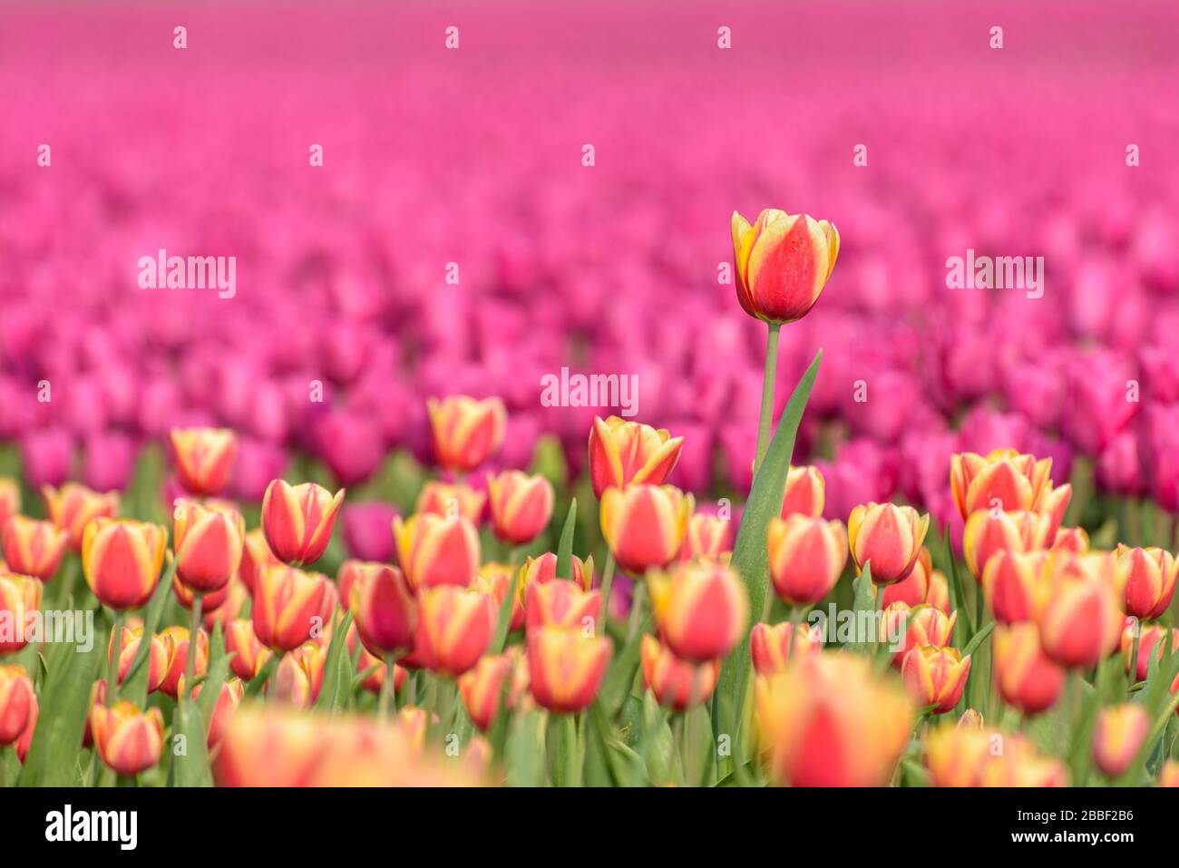 Ein Tulpenfeld in Holland mit einer gelben roten Tulpe, die hoch über den anderen Tulpen wächst. Die einzelne Tulpe sticht von den anderen gegen ein Feld p Stockfoto