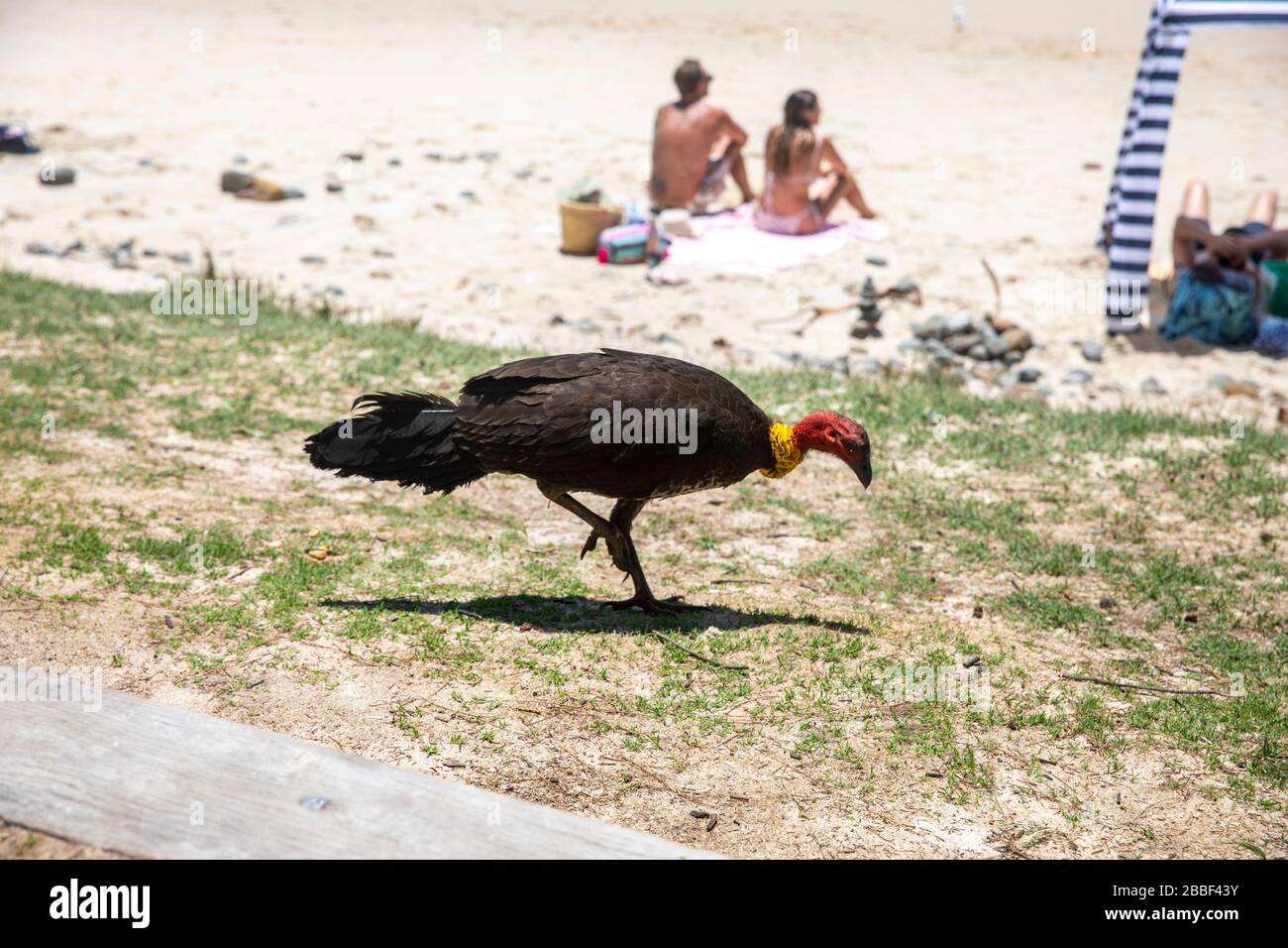 Australischer Pinsel, truthahnvogel aus der Familie Megapodiiiden, der am Strand von Wategos in Byron Bay, New South Wales, Australien, auf dem Sand spazieren geht Stockfoto