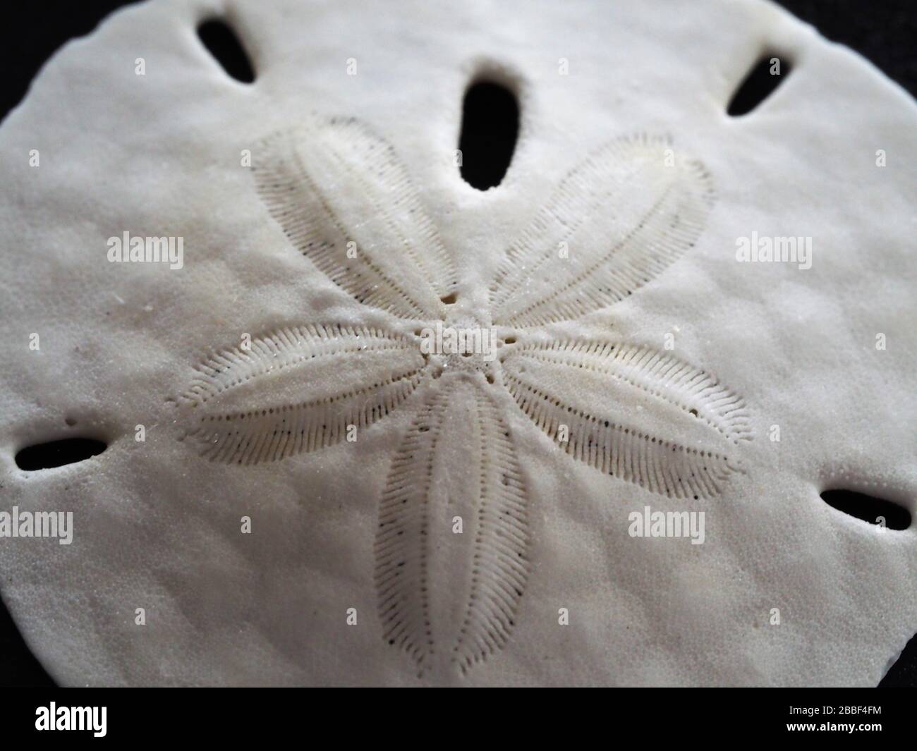 Makroaufnahme des Sand Dollar Stockfoto