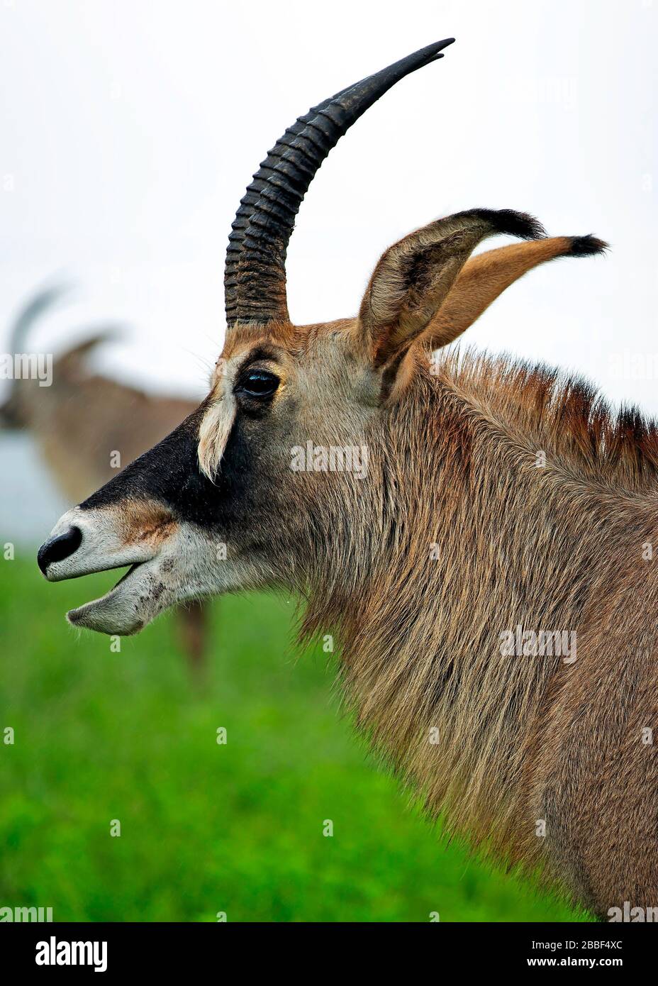 Roan Antelope Portrait in Milwane Wildlife Sanctuary, Eswatini (Swasiland) Stockfoto
