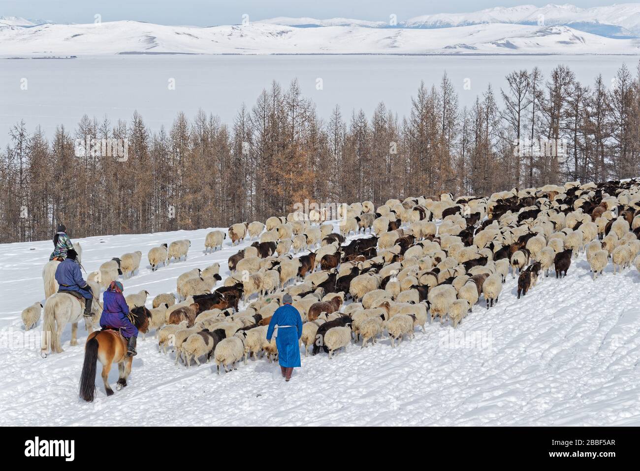 RENCHINLKHUMBE, MONGOLIA, 4. März 2020: Die saisonale Frühlingswanderung beginnt in den Bergen der Nord-Mongolia, da die Landschaften immer noch mit Witz bedeckt sind Stockfoto