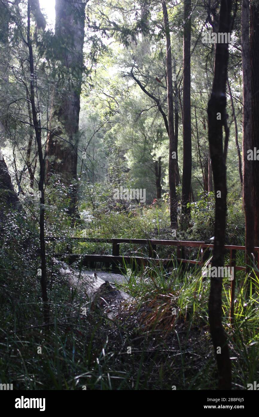 Riesige rote Kribbeln, alter Mann des Waldes in Western Australia Stockfoto