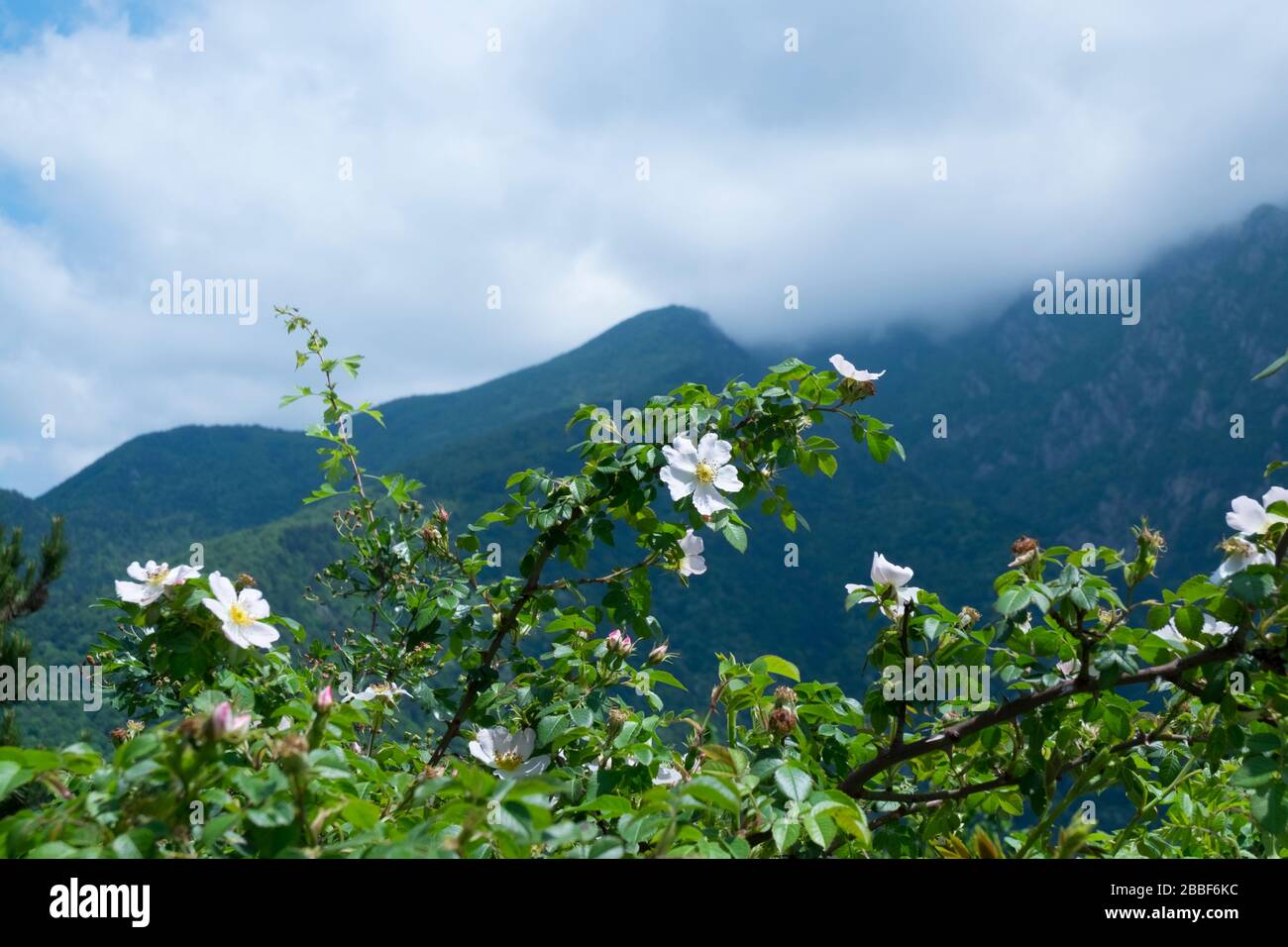 Ausgezeichnete Aussicht, perfekte Landschaft und ein einziger junger Baum. Es gibt einige Blumen auf dem Baum und das Wetter ist nebelig. Stockfoto