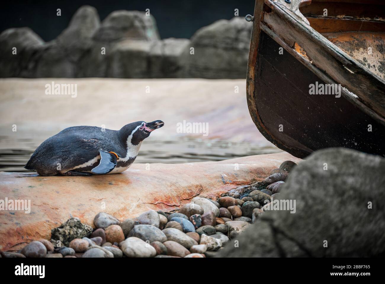 Penguin steht seinen Boden Stockfoto