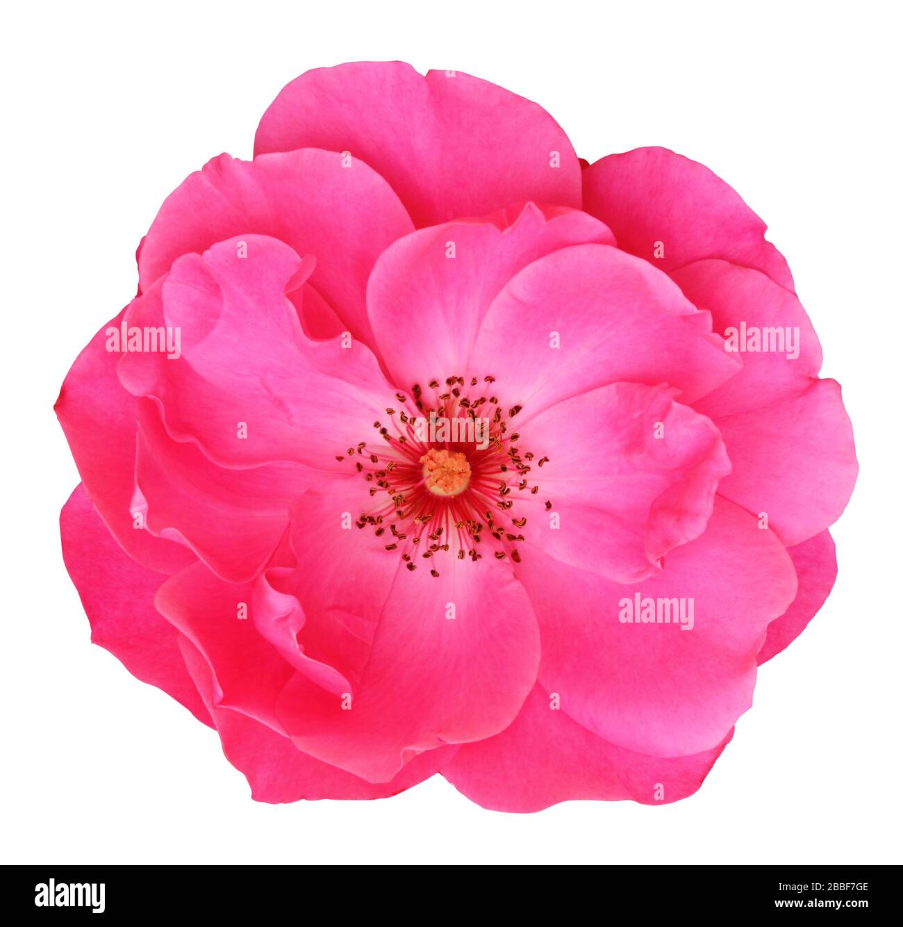 Rose (Rosaceae) isoliert auf weißem Hintergrund, einschließlich Beschneidungspfad. Deutschland Stockfoto