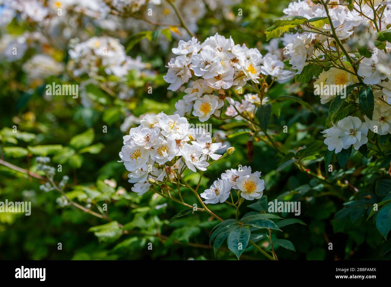 Der ziemlich cremige, weiße Multiflora Rector, der im Halb-Doppel rampelt, stand in der Nähe und wurde im Sommer am Straßenrand in West Sussex, Südengland, Großbritannien, blüht Stockfoto