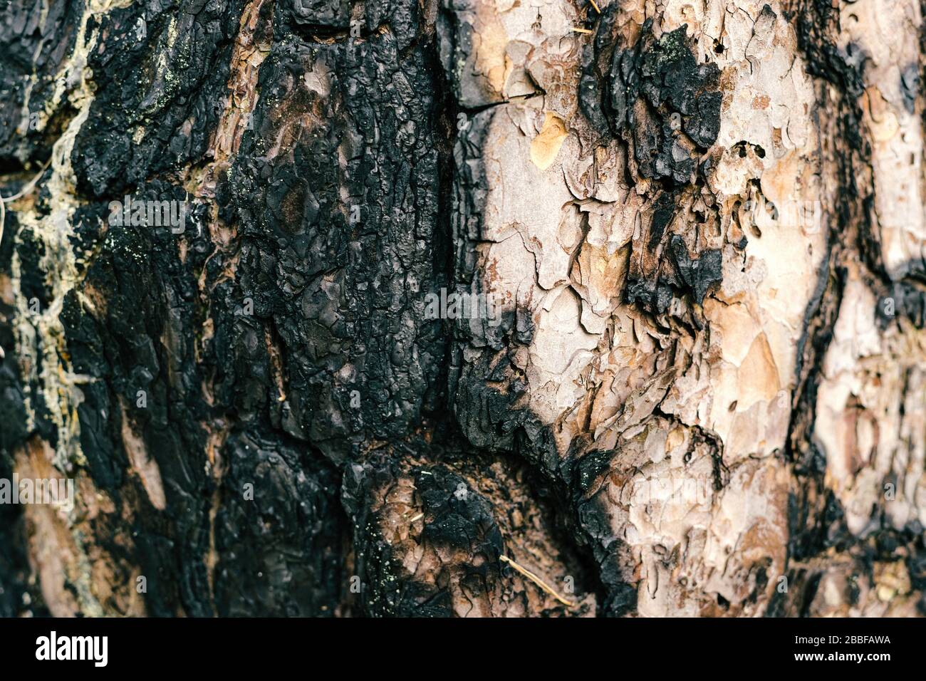 Verbrannte Baumrinde. Holzstruktur. Schwarze Oberfläche Stockfoto