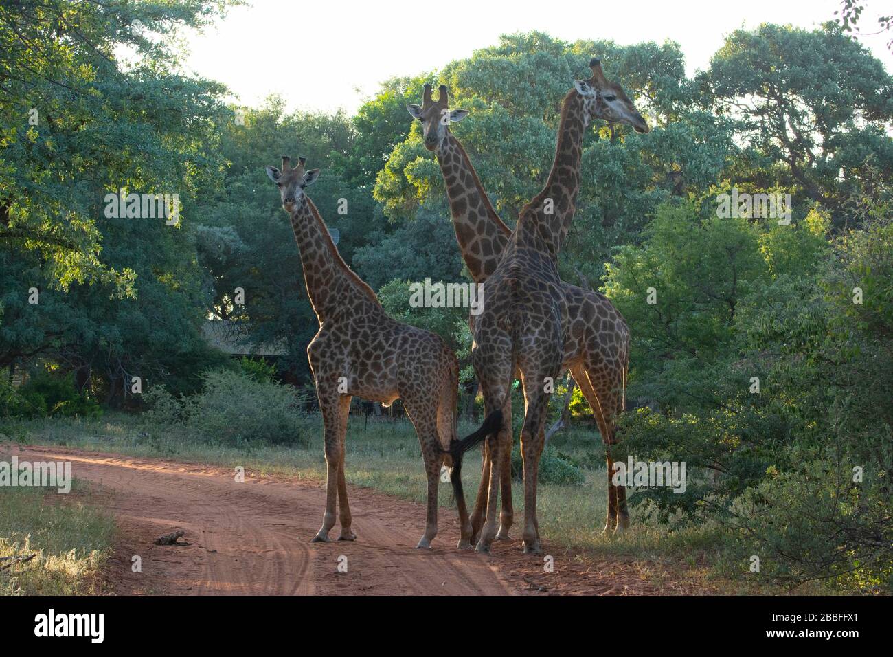 Drei Giraffen zusammen, die eine Kamera auf einem Reservat sehen. Stockfoto