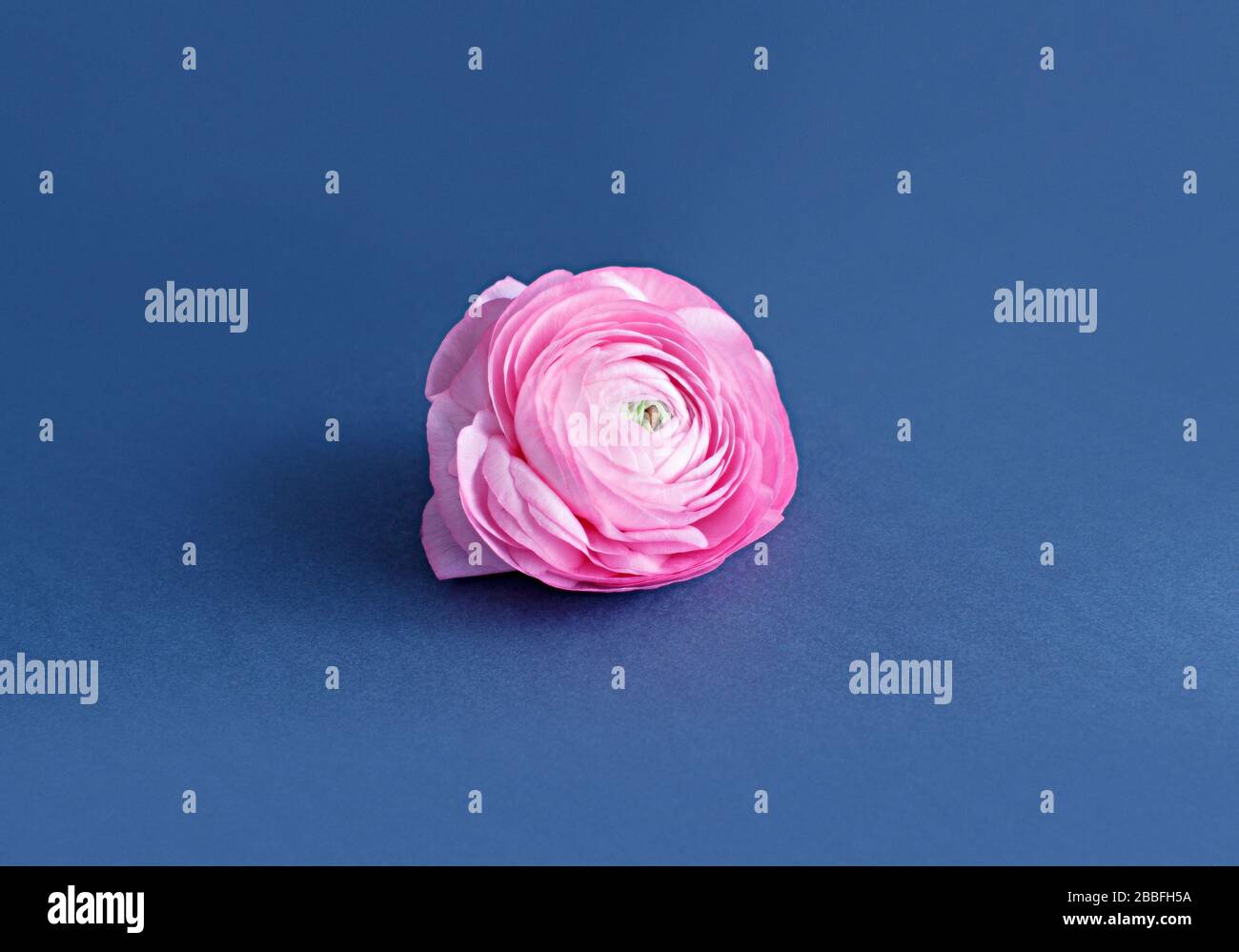 Rosafarbene Ranunculusblüte auf blauem Grund klocht auf Stockfoto