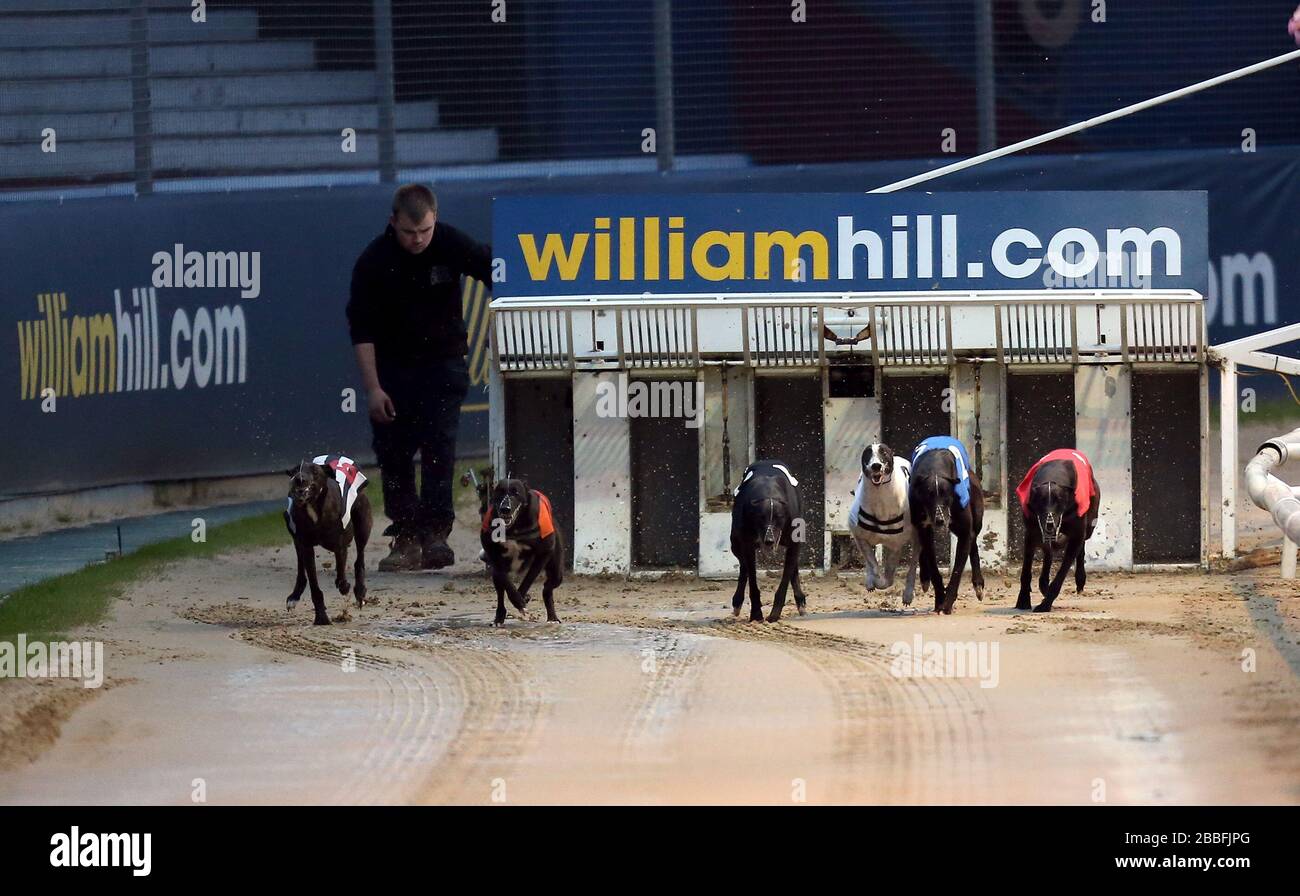 Shaneboy Alley (Nr. 6 schwarze und weiße Streifen), Young Golden (Nr. 5 orange), Holborn Junior (Nr. 4 schwarz), Fire Height Spec (Nr. 3 weiß), Knockglass Billy (Nr. 2 blau) und Money Talks (Nr. 1 rot) verlassen die fallen während des William Hill Greyhound Derby 2. Runde Heat 13 Stockfoto