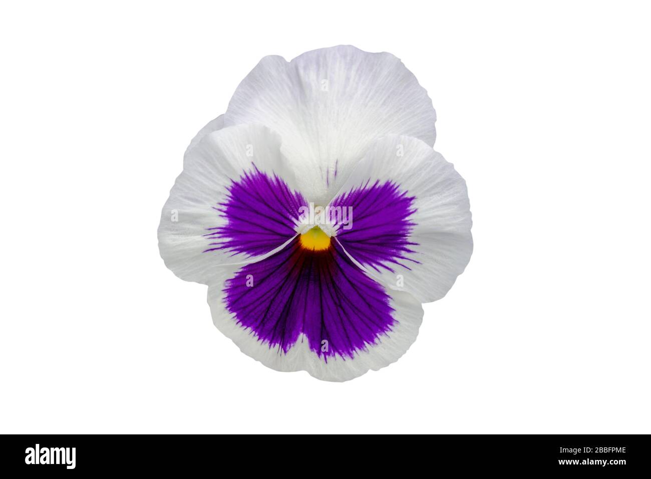 Schöne violette und weiße Pansenblume, isoliert auf weißem Hintergrund Stockfoto