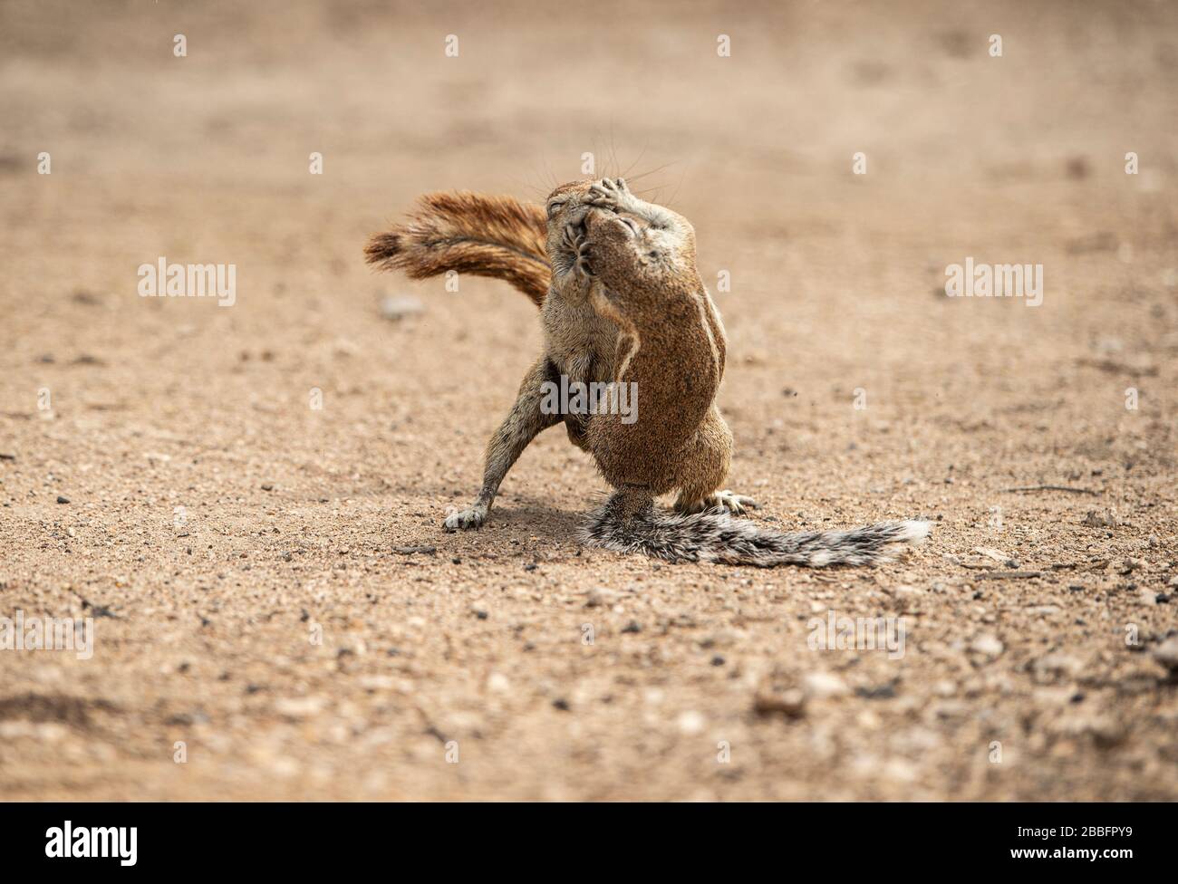 Kampf gegen Erdhörnchen Stockfoto
