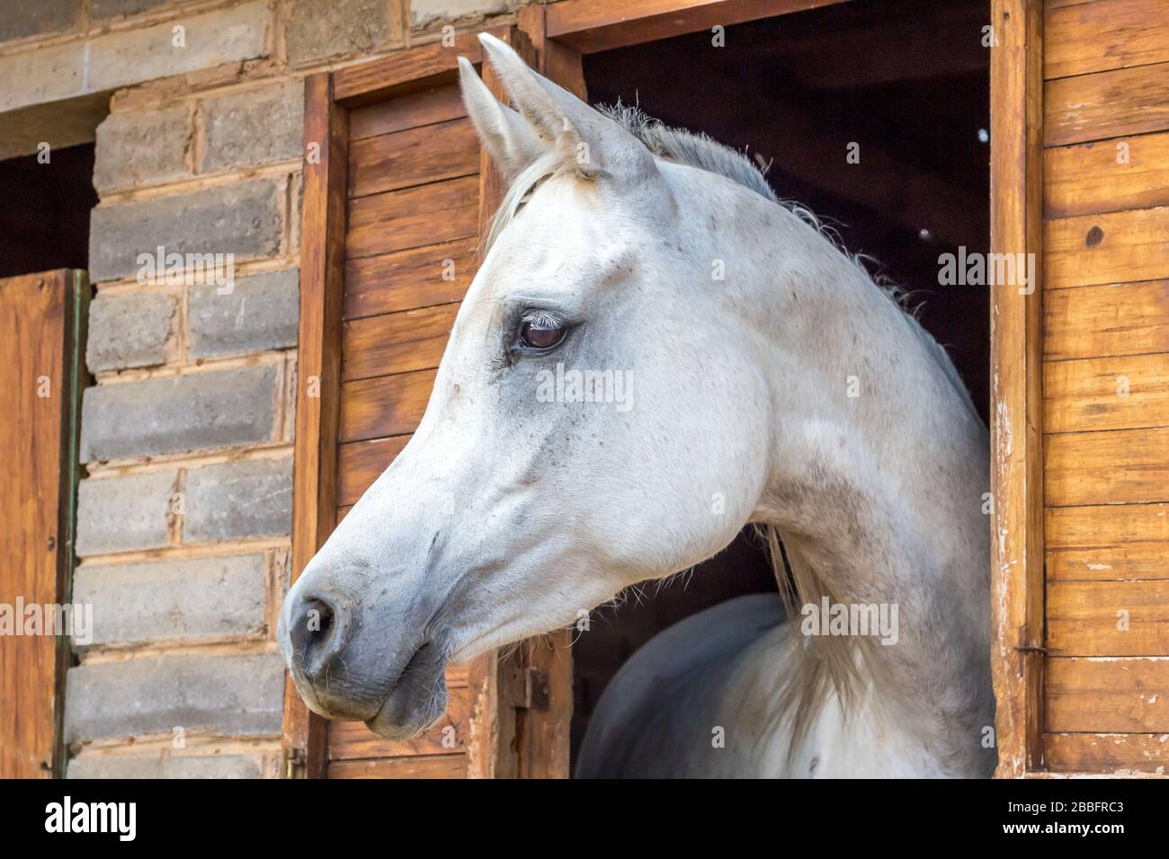 Wunderschönes weißes arabisches Pferd mit Blick aus dem Stall im Stall - arabisches Pferdeporträt Stockfoto