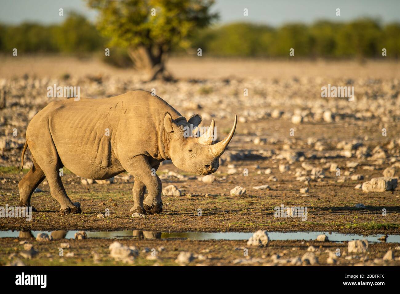 3 Horned Black Nashorn Stockfoto