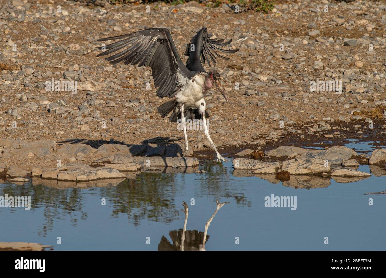 Marabou Halm Landung am Wasserloch Stockfoto