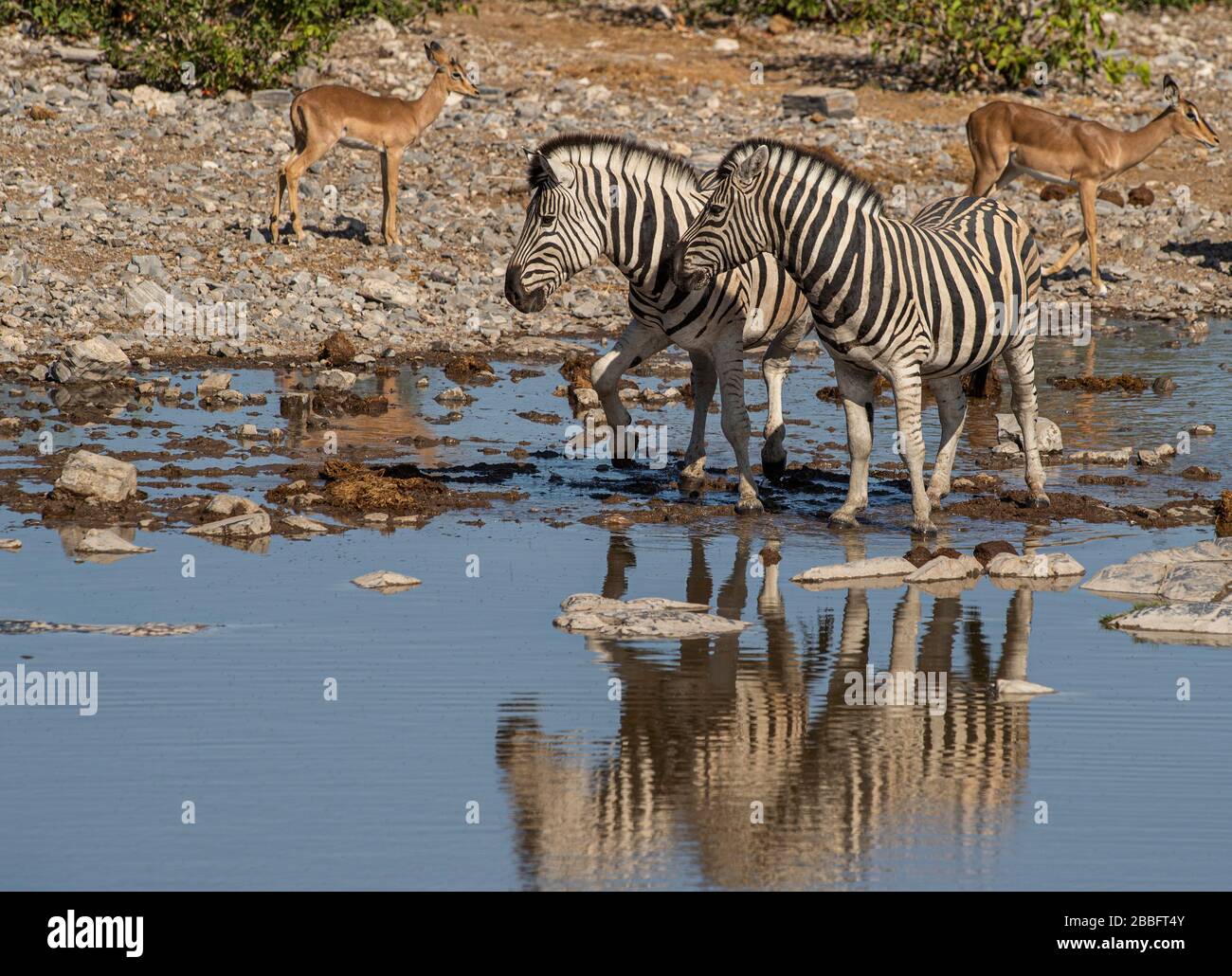 Zebras am Wasserloch Stockfoto