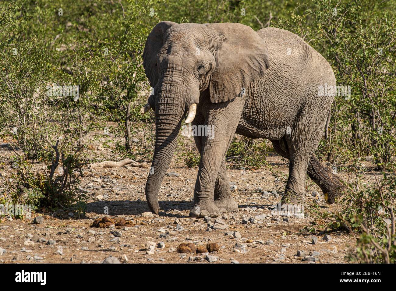 Afrikanischer Elefant Stockfoto