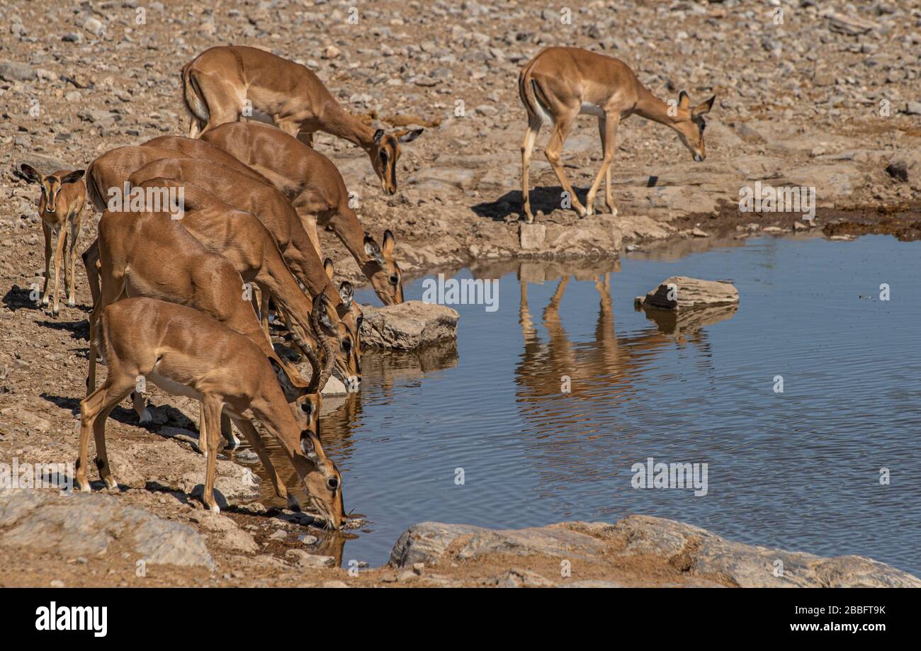 Impala an einem Wasserloch Stockfoto