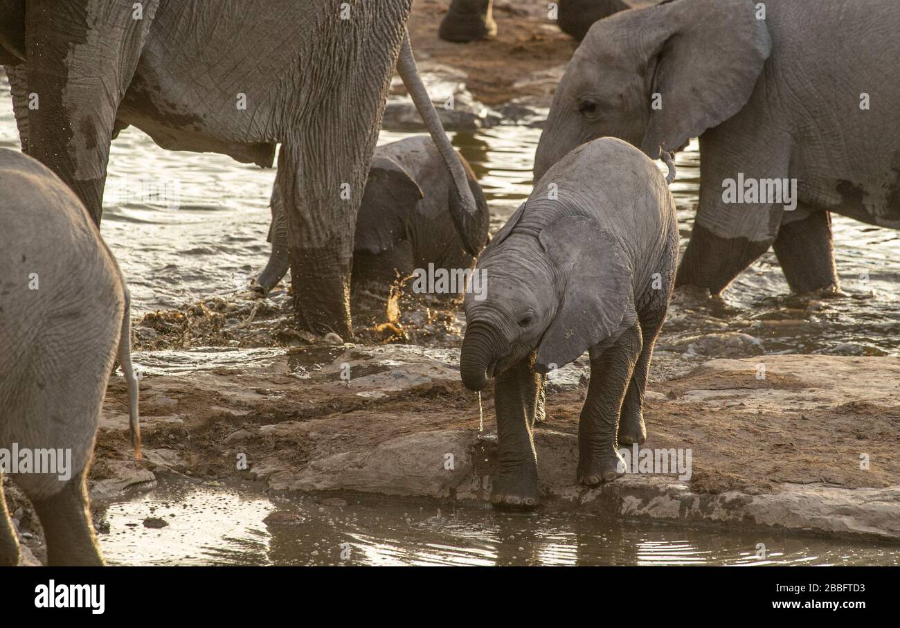 Afrikanischer Elefant Stockfoto