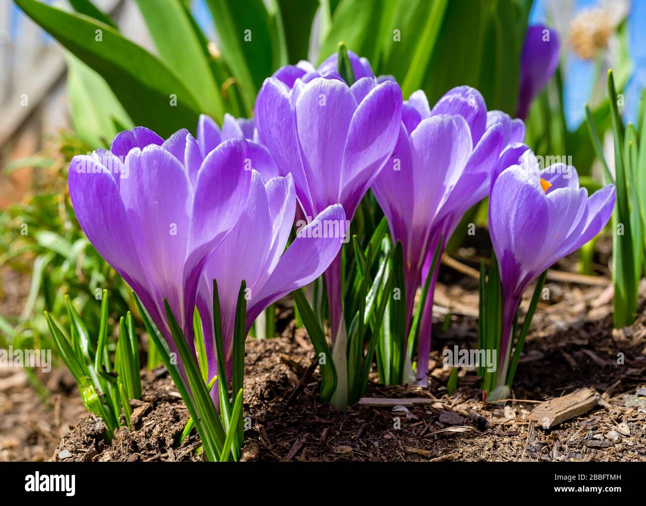 Hübscher violetter Krokus im Quellgarten. Stockfoto