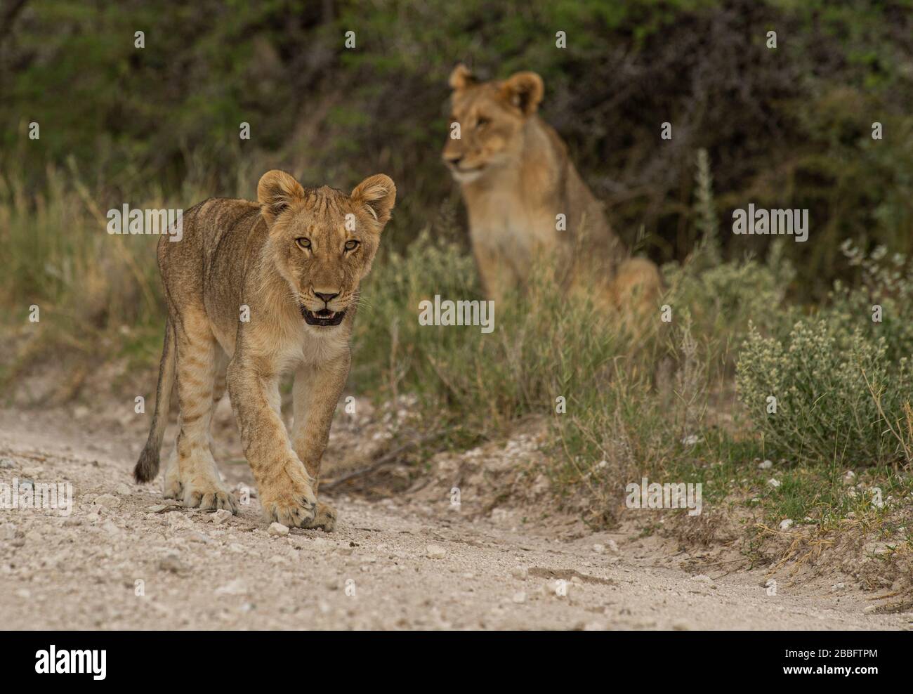 Lion Stockfoto