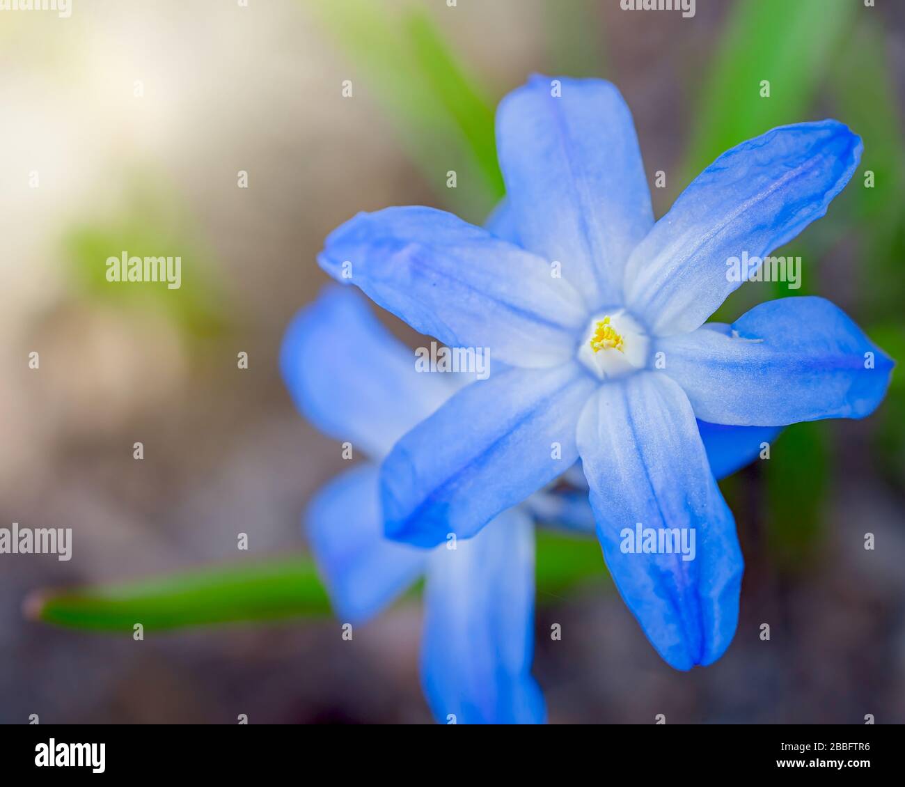 Frühlingsblume, Herrlichkeit des Schnees, Blüte im Heimatgarten. Stockfoto