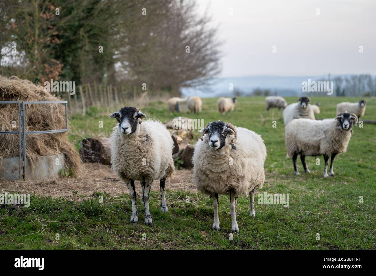 Schafe im Frühling, North Yorkshire, Großbritannien. Stockfoto