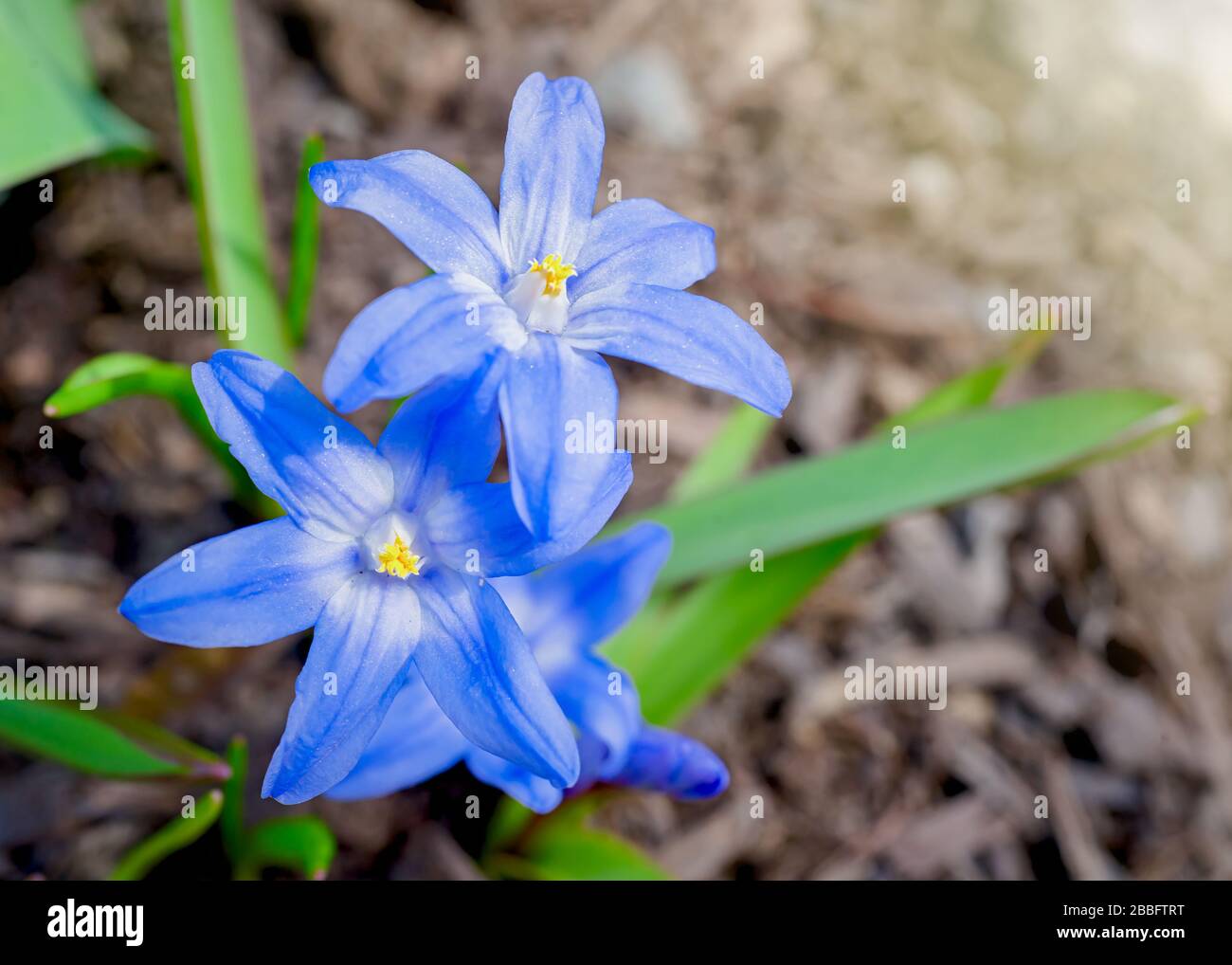 Frühlingsblume, Herrlichkeit des Schnees, Blüte im Heimatgarten. Stockfoto