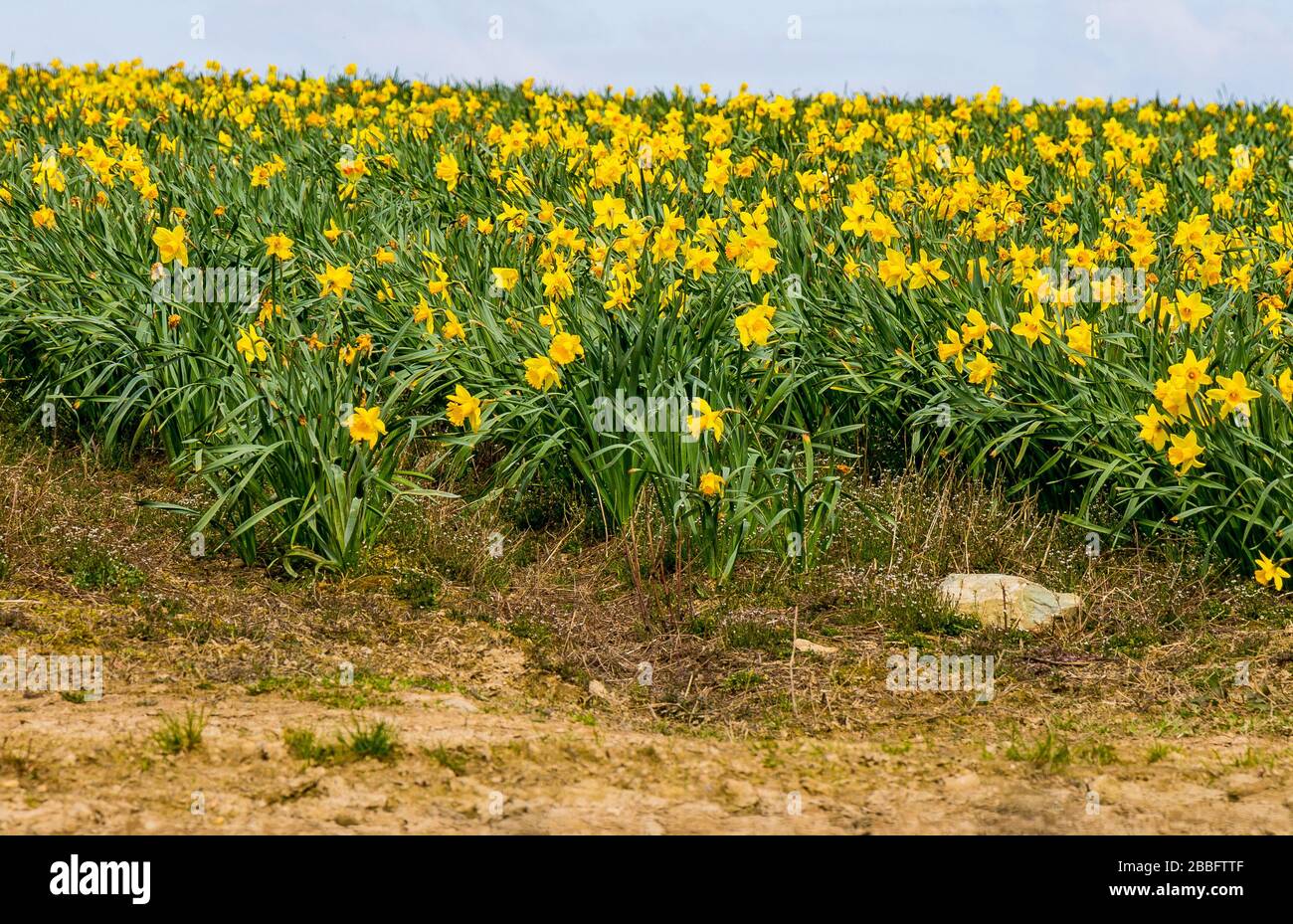 Daffodilenfeld in Vollblüte Stockfoto