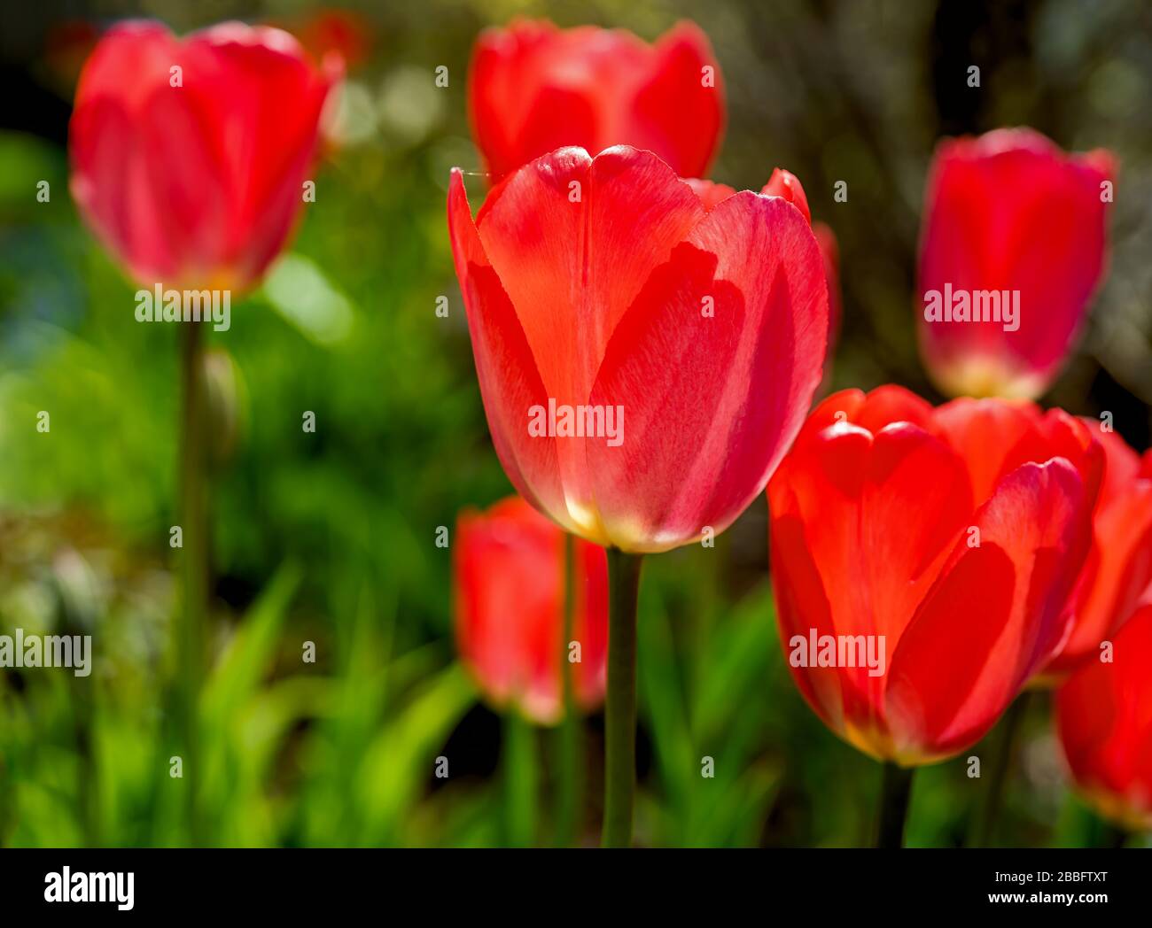 Im Garten des Frühlings blühen leuchtende Tulpen im Garten. Stockfoto