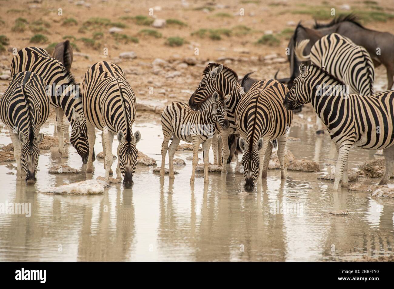 Zebras am Wasserloch Stockfoto