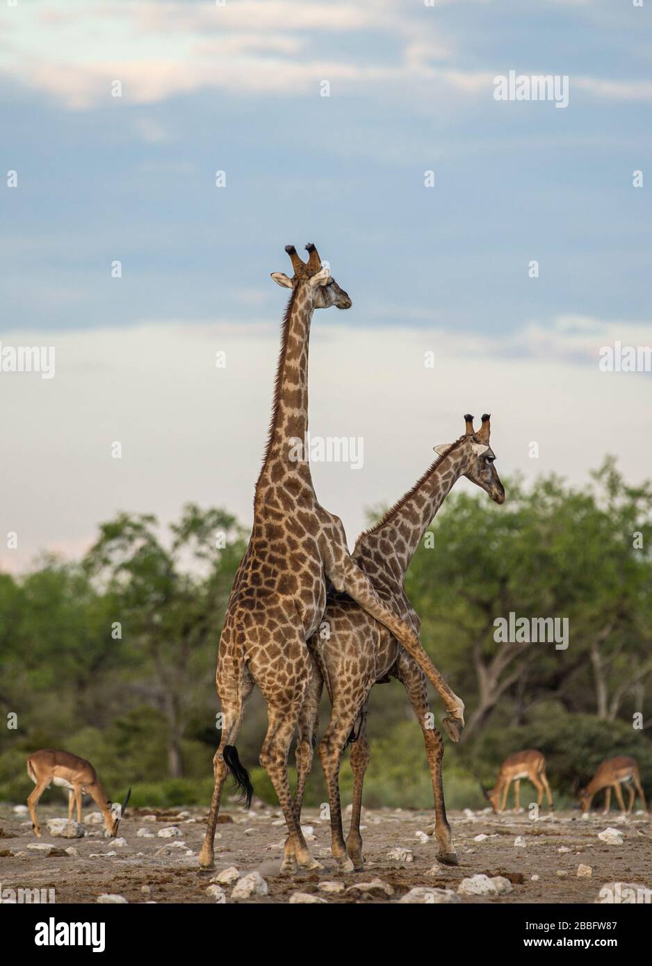 Giraffe Paarung Stockfoto