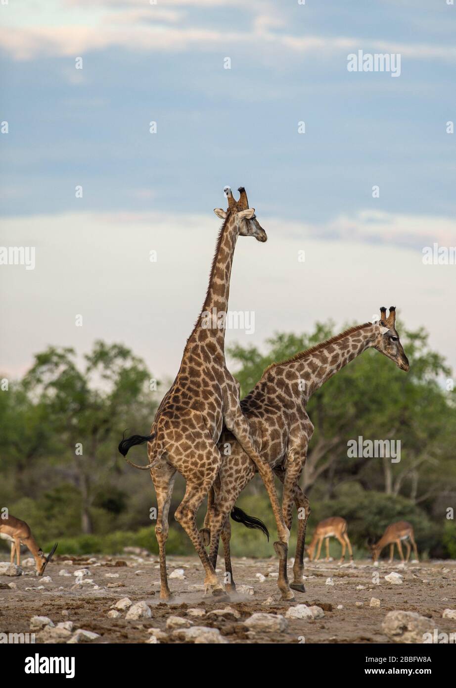 Giraffe Paarung Stockfoto