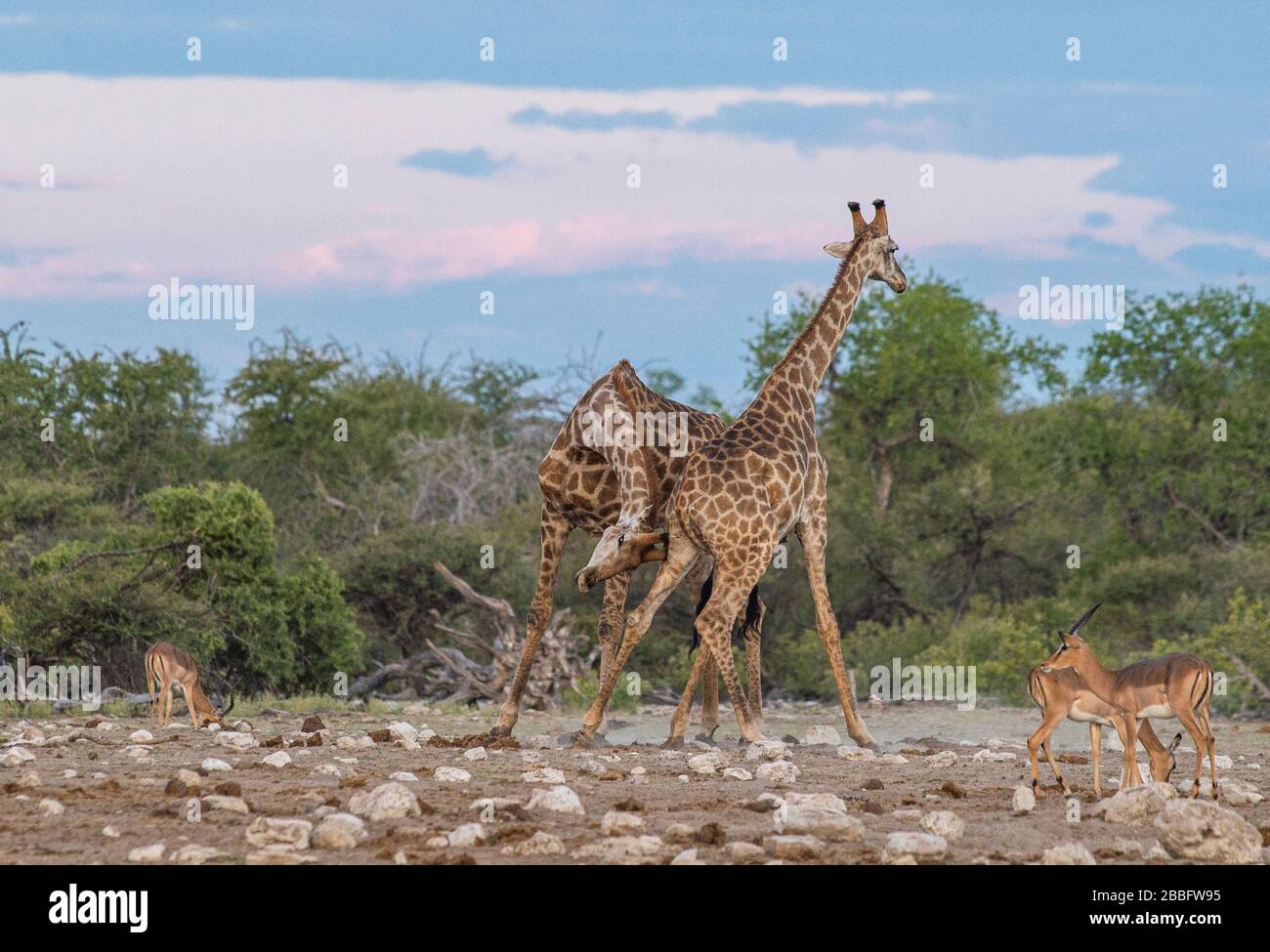 Giraffensparring Stockfoto