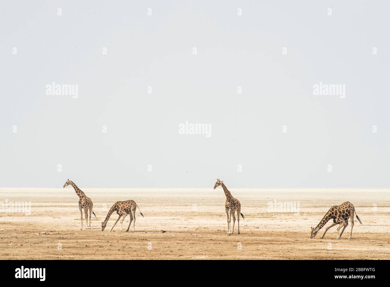 Giraffe auf Salzpfanne Stockfoto