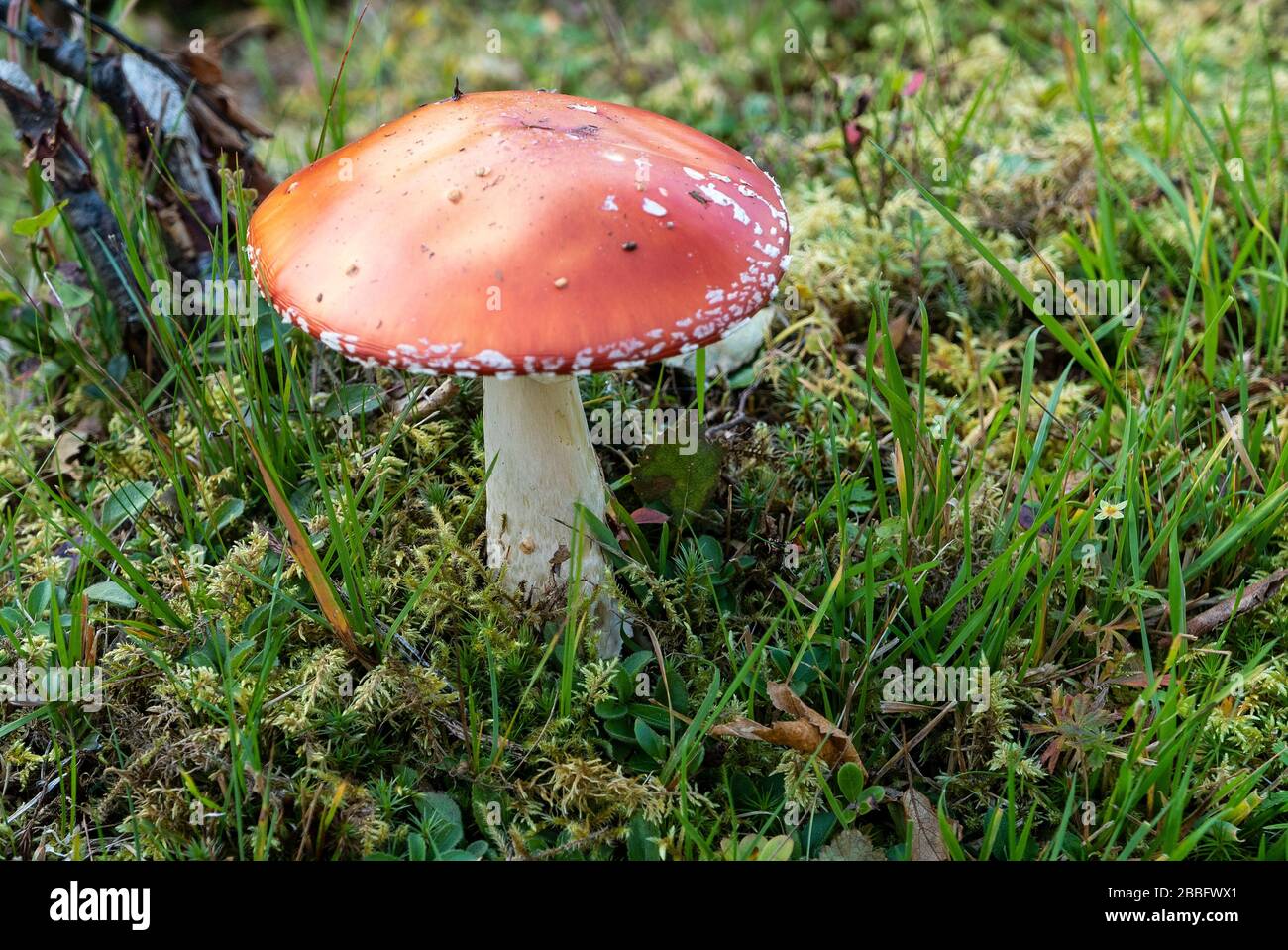 Berserker pilz -Fotos und -Bildmaterial in hoher Auflösung – Alamy