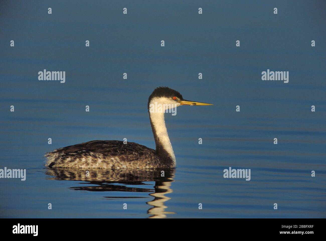 Western Grebe, Aechmophorus occidentalis, Gefiederbrütung, gesellig, Nester in Schilf, Winter in geschützten Buchten, San Diego, Kalifornien, USA Stockfoto