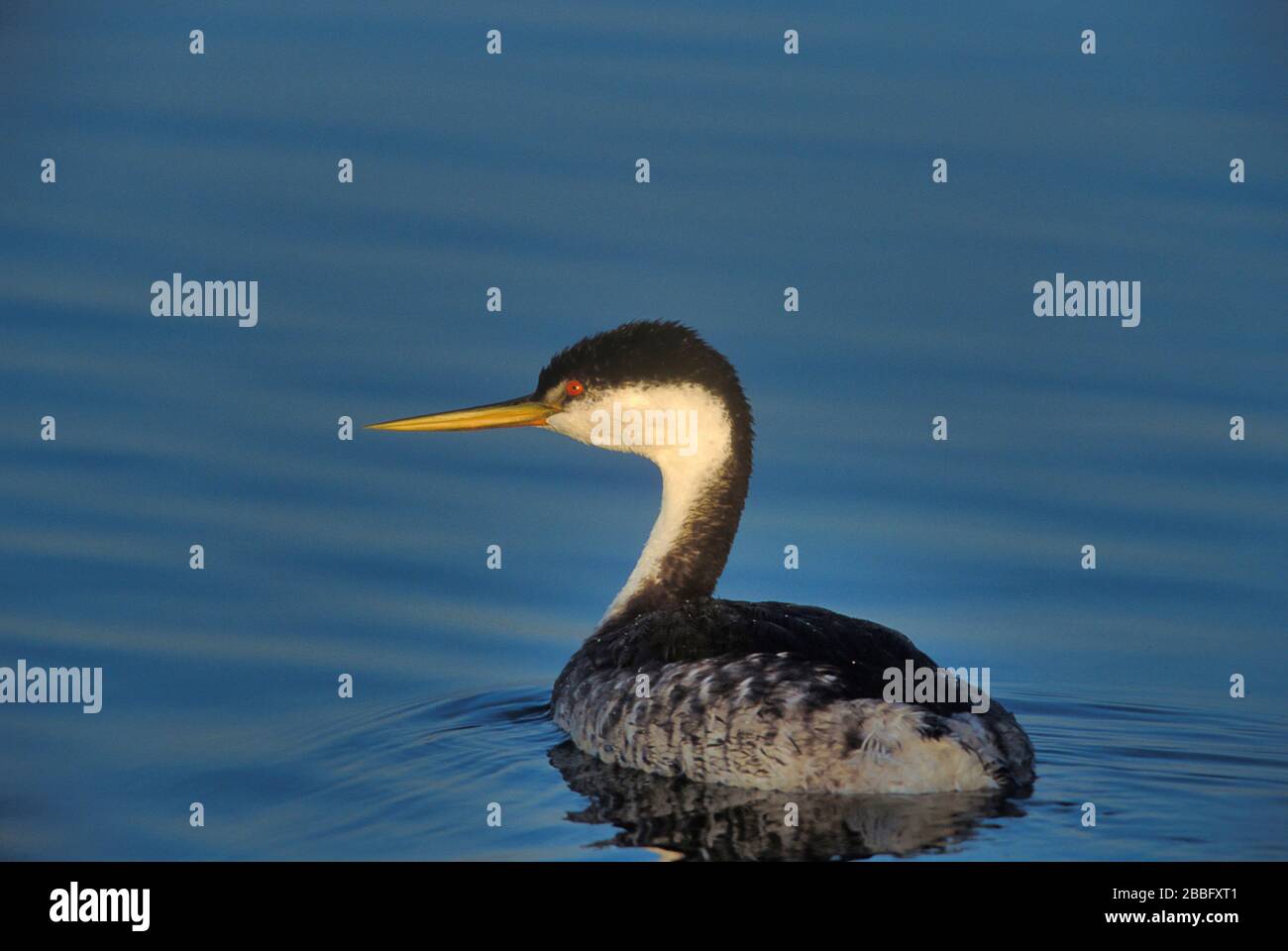 Western Grebe, Aechmophorus occidentalis, Gefiederbrütung, gesellig, Nester in Schilf, Winter in geschützten Buchten, San Diego, Kalifornien, USA Stockfoto
