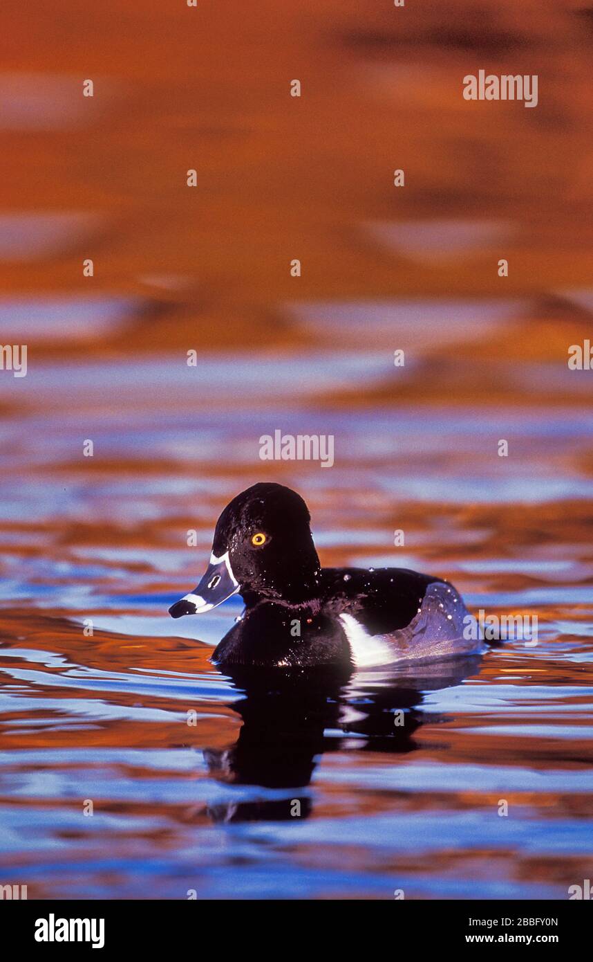 Ring necked Duck, Aythya collaris, Santee Lakes, Kalifornien, USA, adultes männliches Brutgefleid Stockfoto