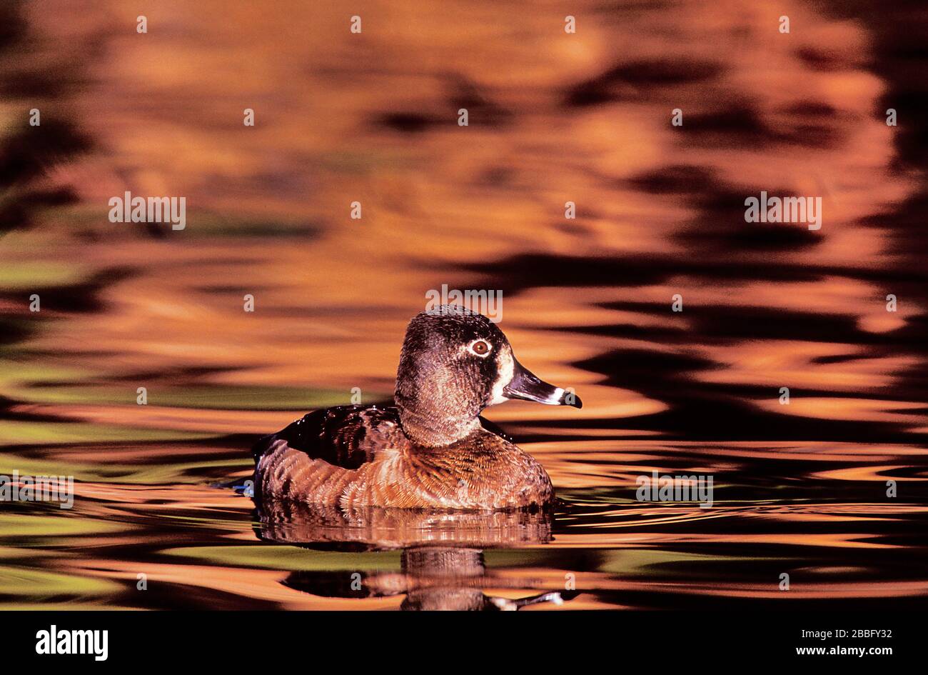 Ring necked Duck, Aythya collaris, Santee Lakes, Kalifornien, USA, Erwachsene Frauen Stockfoto
