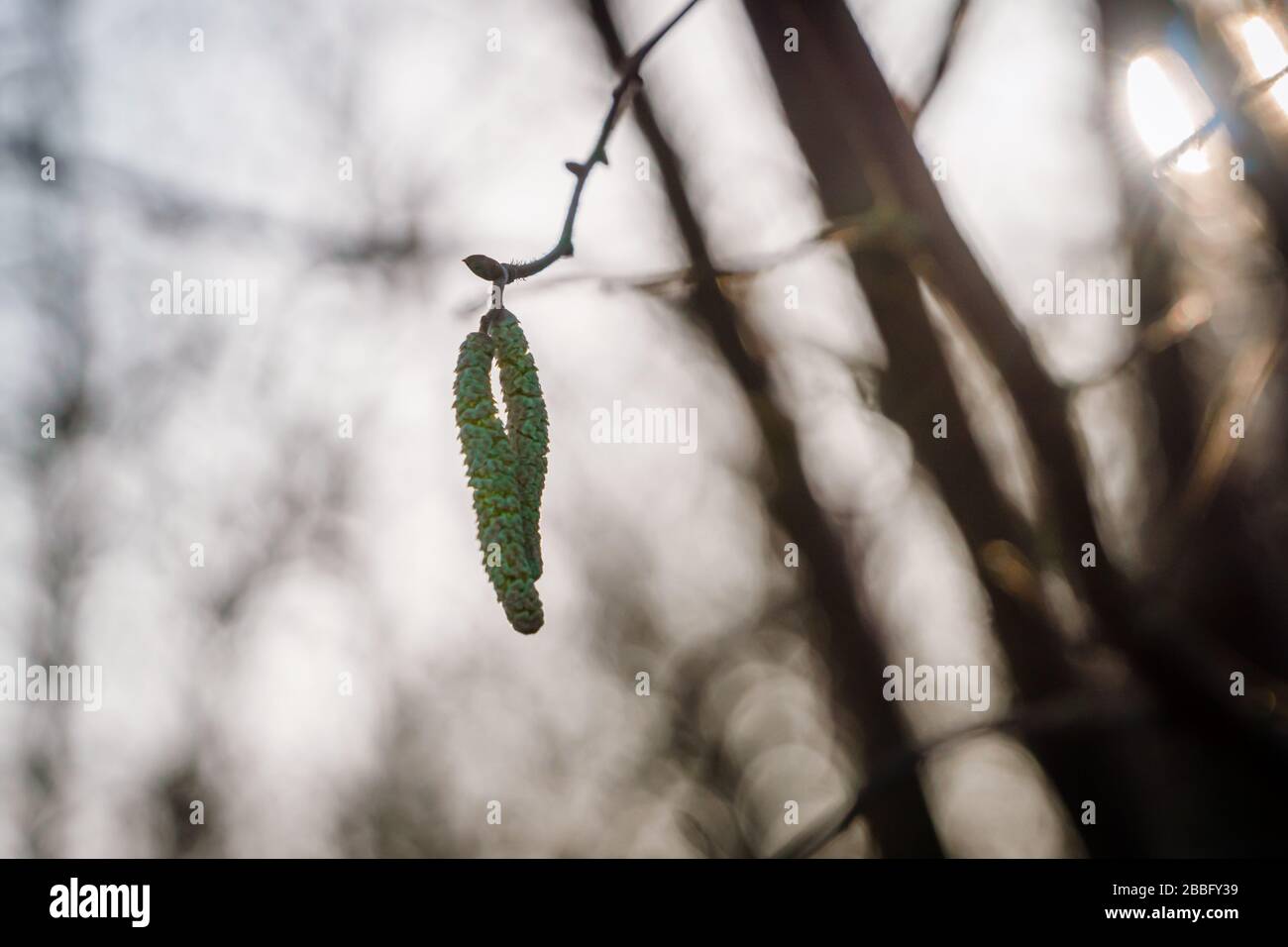 Golden Catkins im Winter Sonnenschein Stockfoto