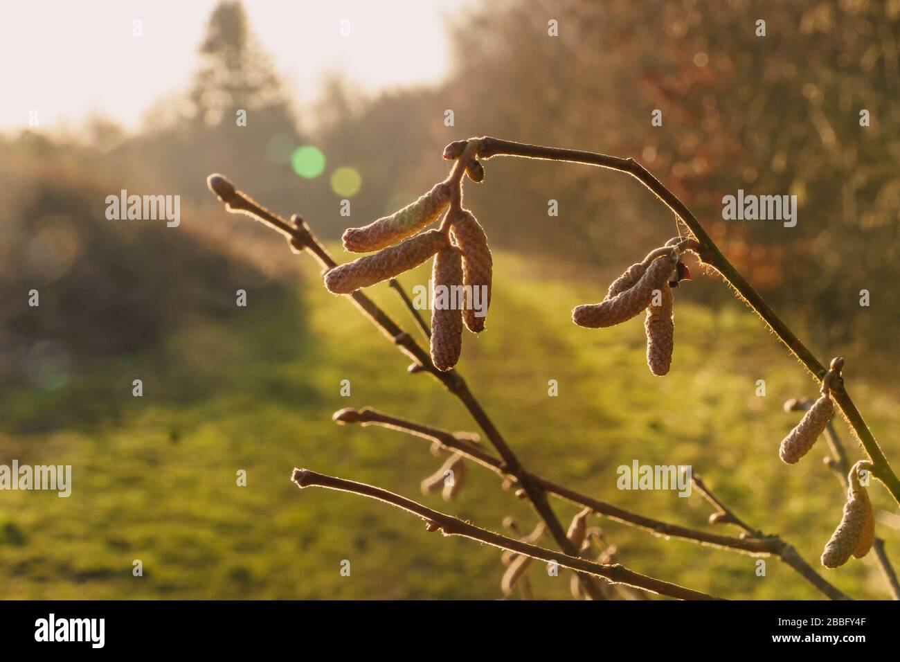 Golden Catkins im Winter Sonnenschein Stockfoto