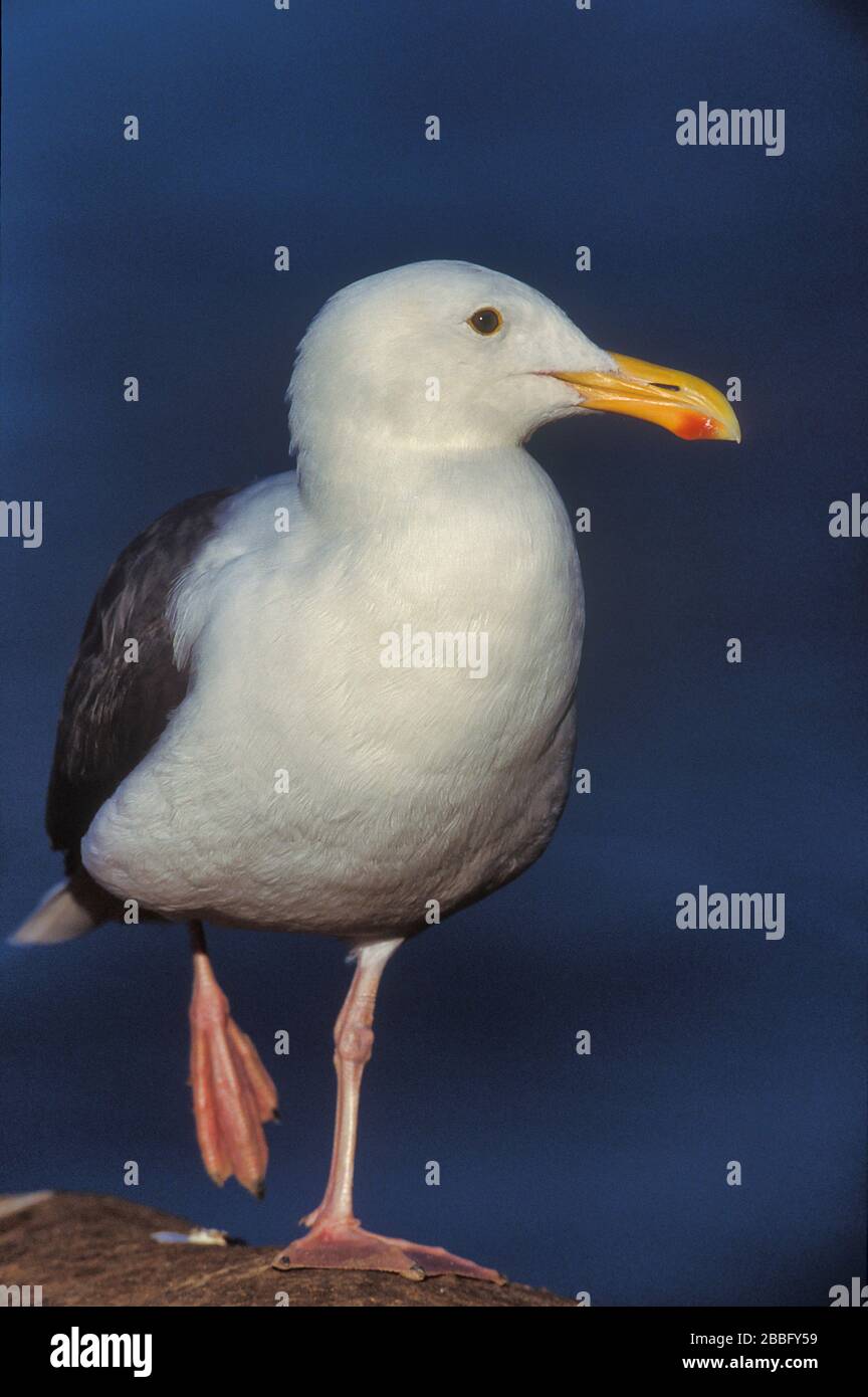 Western Gull, Larus occidentalis, Kalifornien, USA, Küste, Erwachsene Stockfoto