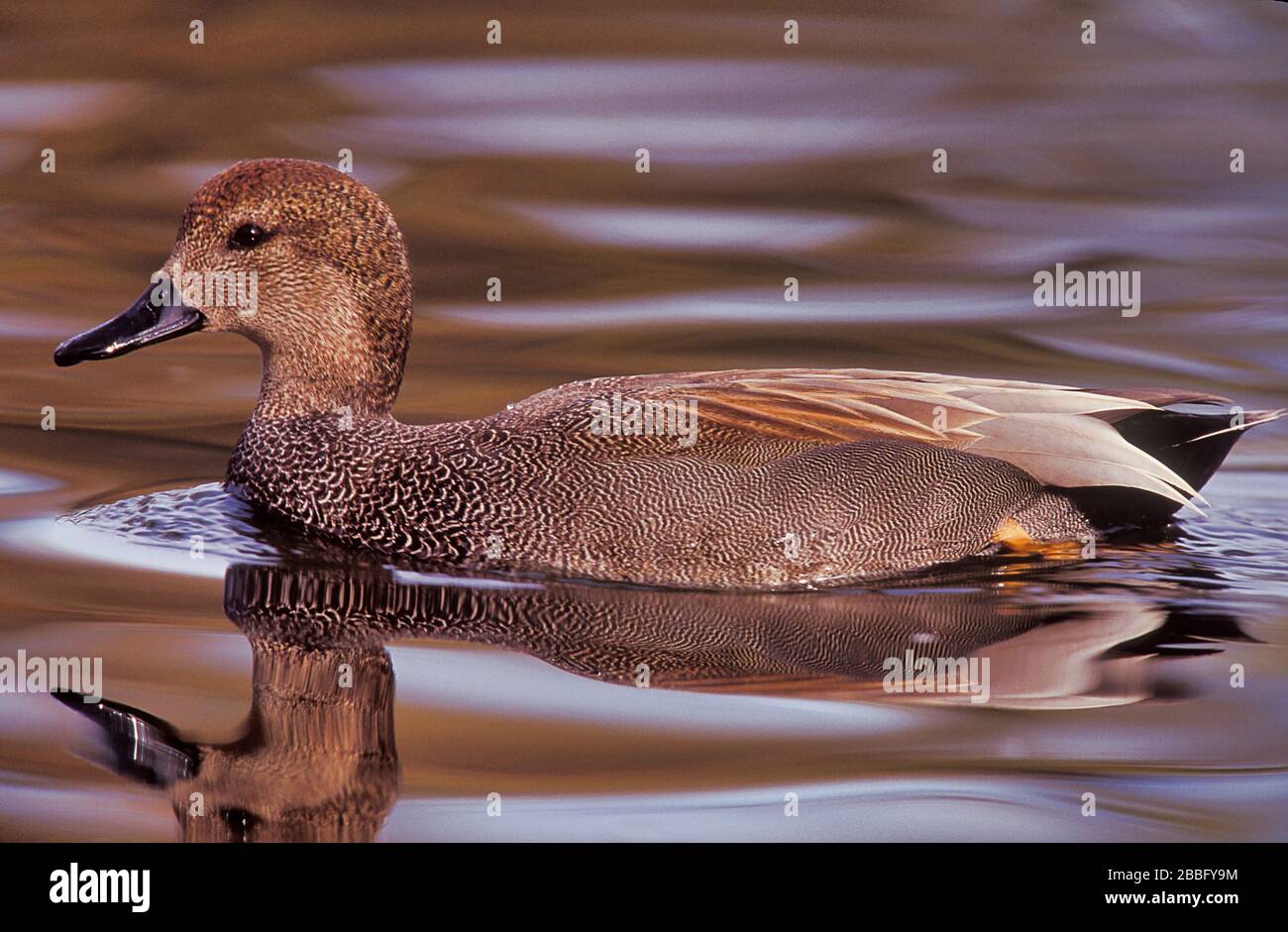 Gadwall, Anas strepera, Santee Lakes, Kalifornien, USA, männliches, zuchtendes Gefieders Stockfoto