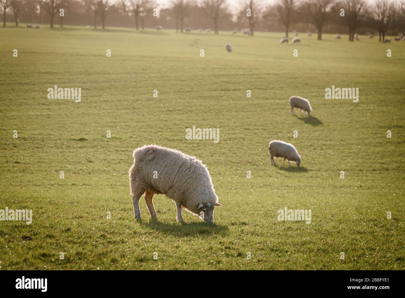 Schafe grasen auf einem grünen Feld in warmer Frühlingssonne mit langen Schatten und weichem Dunst, ländliche Landschaft mit Bäumen im Hintergrund, Warwickshire Stockfoto