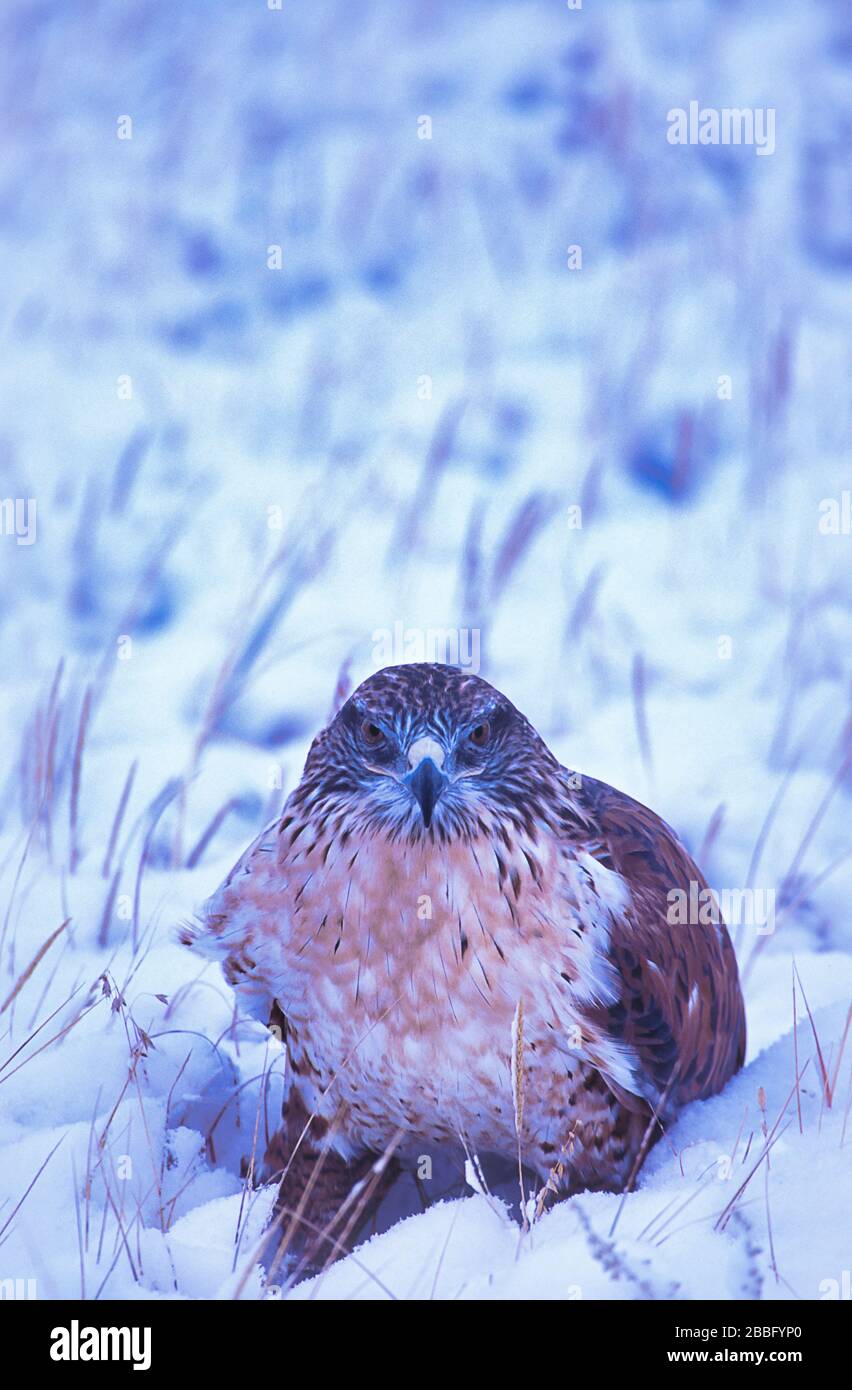 Ferruginous Hawk, Buteo regalis, auf dem Boden im Schnee, USA, größte der Buteo-Arten Stockfoto