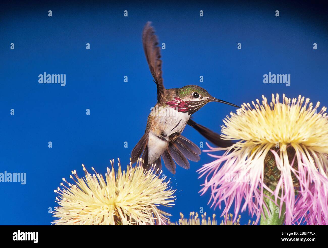 Kalliope Hummingbird, Stellula calliope, Male, Gila National Forest, New Mexico USA, High Speed Photographic Technique, im Flug, der über Blume schwitzte Stockfoto