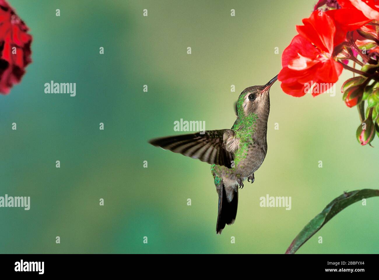 Broad Billed Hummingbird, Cynanthus latirostris, USA, weiblich, High Speed Flash Technik, schwitzt in der Nähe von Blume, um Nektar zu bekommen Stockfoto